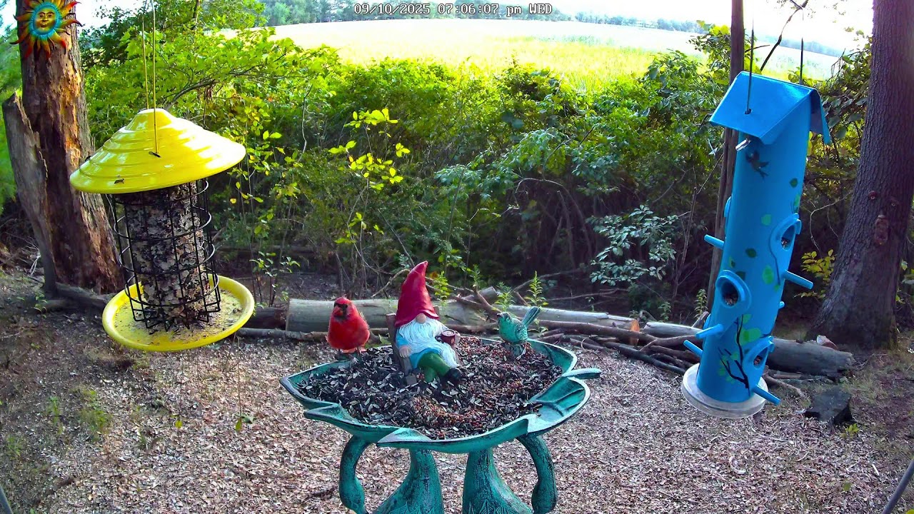 Bird Feeder Cam 4K LIVE 🐦- Massachusetts