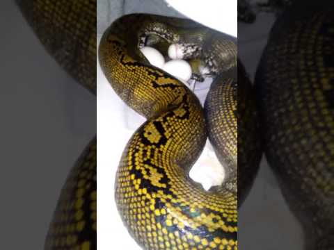 HUGE SNAKE LAYS BEAUTIFUL CLUTCH OF EGGS!