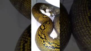 Celebrity HUGE SNAKE LAYS BEAUTIFUL CLUTCH OF EGGS! Profile