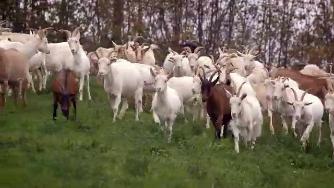 Dream of Itay Goat Cheese in Umbria YouTube