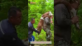 Carrying a Sick Calf Through the Woods to the Vet 🐂🌲