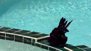 Blackbird Taking a Bath