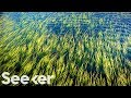 How Seaweed Could Slow Down Climate Change