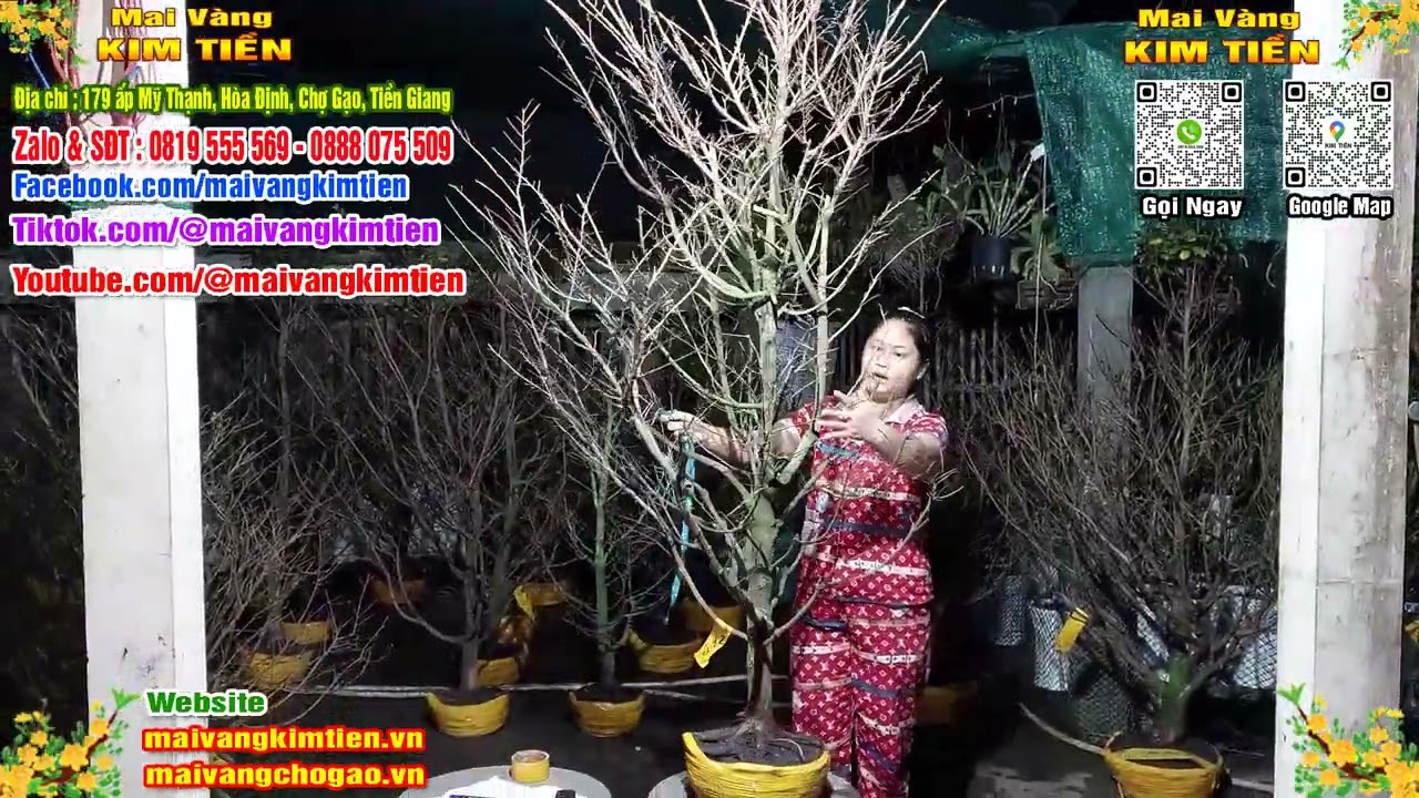 Phôi Mai Thủ Đức Giá Rẻ Bao Ship Bao Sống Toàn Quốc - Mai Vàng Kim Tiền Chợ Gạo