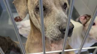 acs A688291