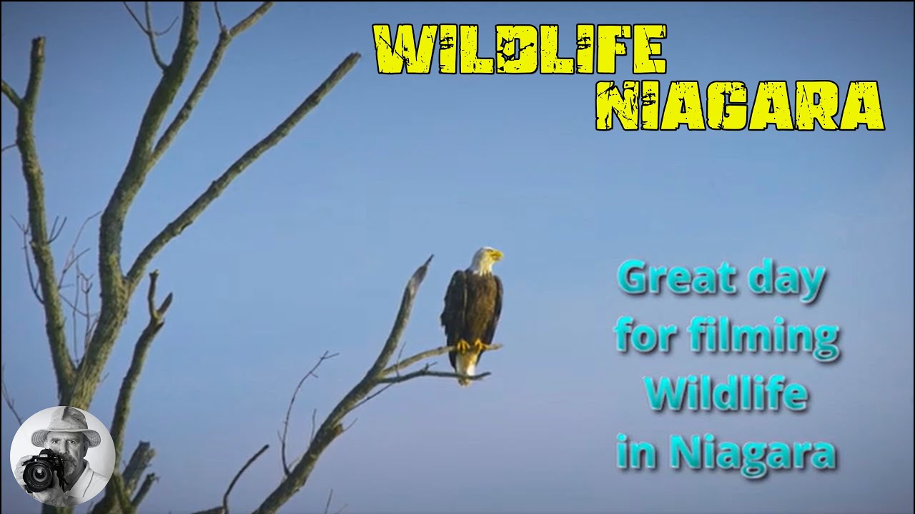 Great Day for filming Wildlife in Niagara