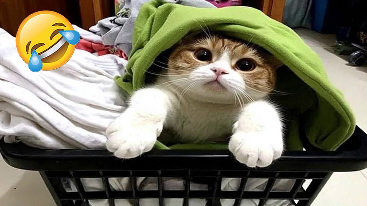 Katzen Und Hunde In Lustigen Momenten 😂 | Versuch Nicht Zu Lachen