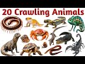20 Crawling Animals Name in English and Hindi | Learn Crawling Animals for kids | Preschool Video