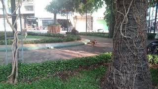 Wild Dogs In The Park | Funny Dog