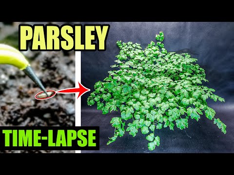 Video: Herba Parsley Itali - Cara Menanam Parsley Itali