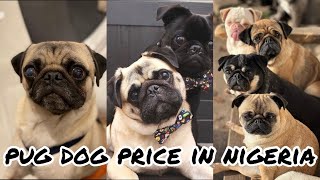 Price of a Pug Dog Breed in Nigeria