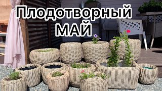 Рабочие будни садовода! Майские заботы, рассада, цветники, планирование на сезон!