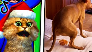 Download Lagu Reacting To The FUNNIEST Videos (TRY NOT TO LAUGH CHALLENGE) MP3 Download Lagu Reacting To The FUNNIEST Videos (TRY NOT TO LAUGH CHALLENGE) MP3