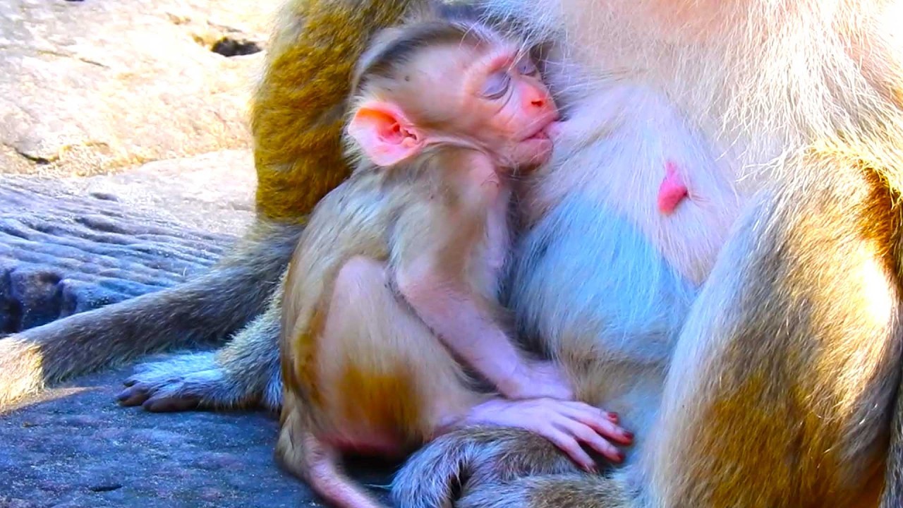 Sweet Dream cute baby Primate, Boris Falls Asleep Peacefully After Playtime