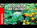 Cómo es la asociacion de cultivos en el Huerto. Lo que NADIE te cuenta