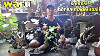 Perkembangan Bonsai Waru Dari Bulanan Sampai Setahun