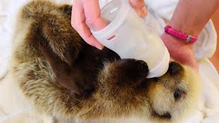 Orphaned Baby Sea Otter Learns How to Swim at New Home