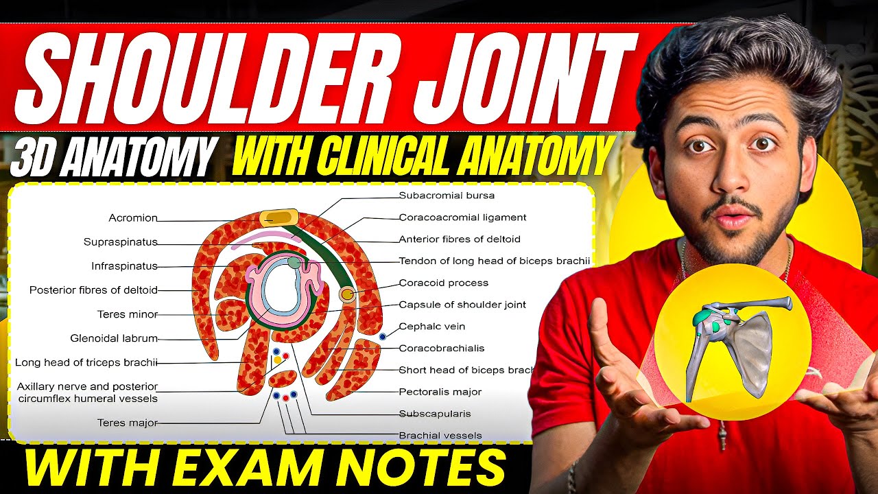 Upper Limb Anatomy - Shoulder Joint | MBBS 1st Year | Full Explanation With Exam Notes | MBBS World