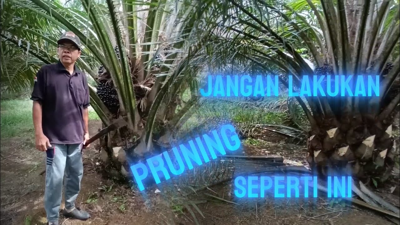 Hindari Kesalahan Dalam Melakukan Pruning