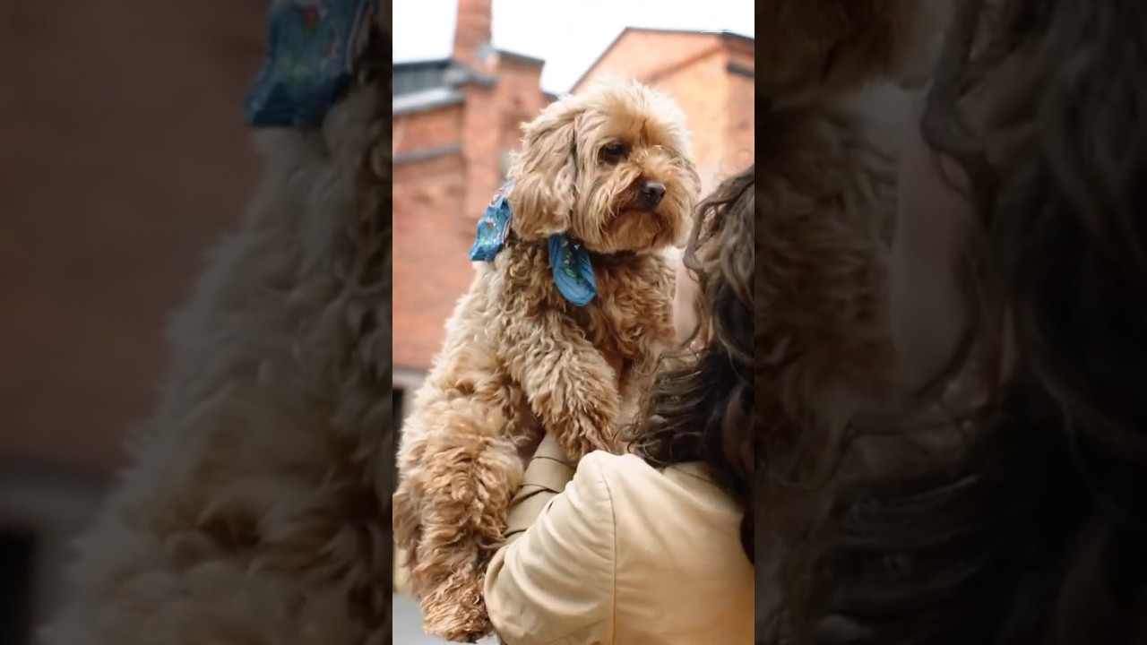 Do Dogs Really Love Us?🐕 #facts #shorts
