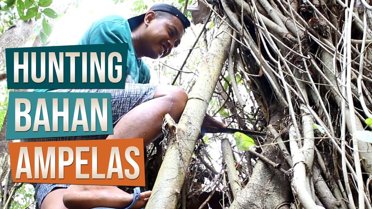 Hunting Bahan Bonsai dari Akar Pohon Ampelas (Ficus tinctoria subsp. gibbosa)