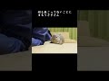 ローソファから華麗な着地を決めるうさぎさん #Shorts