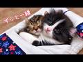 布団を敷いておいたら一緒に寝ちゃう子猫たちが最高の癒しｗ