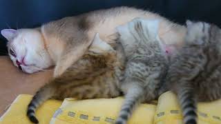 Milktime for kittens with extremly purring Mama Cat