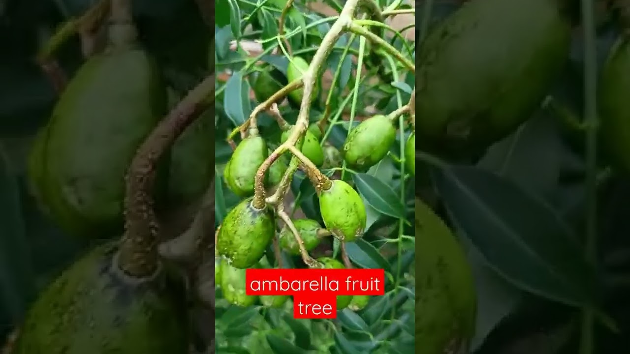 vlog#44 Ambarella fruit tree