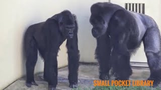 Famous Shabani the Gorilla trying to approach Ai, one of his females. Wealth