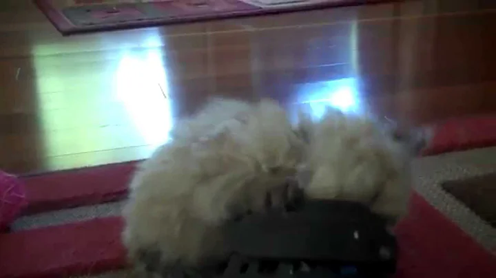 Video 4225621: playful himalayan persian kittens, teacup himalayan, himalayan male