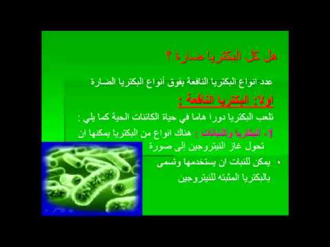 هناك اختلاف بين البكتيريا والبدائيات، حيث تحتوي البكتيريا على ببتيدو جلايكان في جدارها الخلوي، وتصنف طبقا لمكونات جدارها.