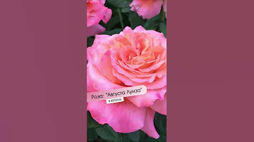Можно ли обрезать кусты роз летом? 🌹