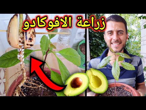 زراعة الافوكادو في المنزل 🥑