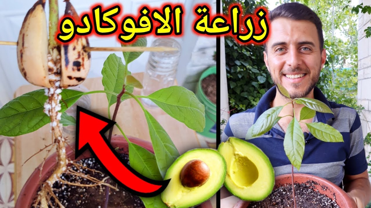 زراعة الافوكادو في المنزل 🥑