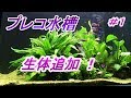 仕方なく生体追加⁉　プレコ水槽　＃１