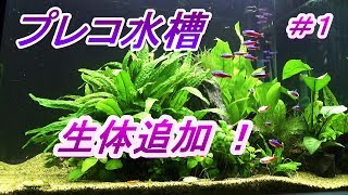 仕方なく生体追加⁉　プレコ水槽　＃１