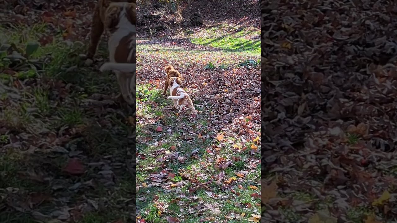 Cavapoo and King Charles burning off some energy. 