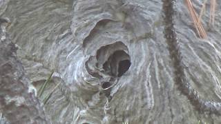 Moth Explores Hornet Nest screenshot 5