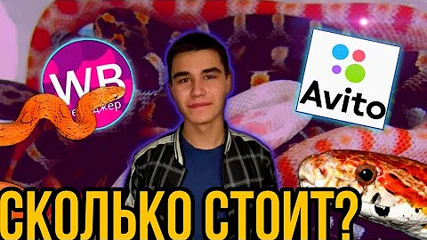 Сколько стоит содержание маисового полоза? Цена маисового полоза!