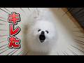 納得がいかずキレてしまったポメラニアン