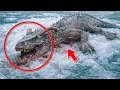 Dino Found Frozen in Himalayas as 5 Extinct Animals That Look Alive Shock Scientists