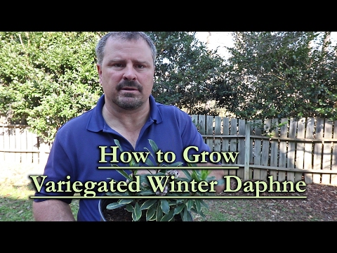 How to grow Variegated Winter Daphne (Daphne odora 'Aureo-marginata' - Fragrant Evergreen Shrub)