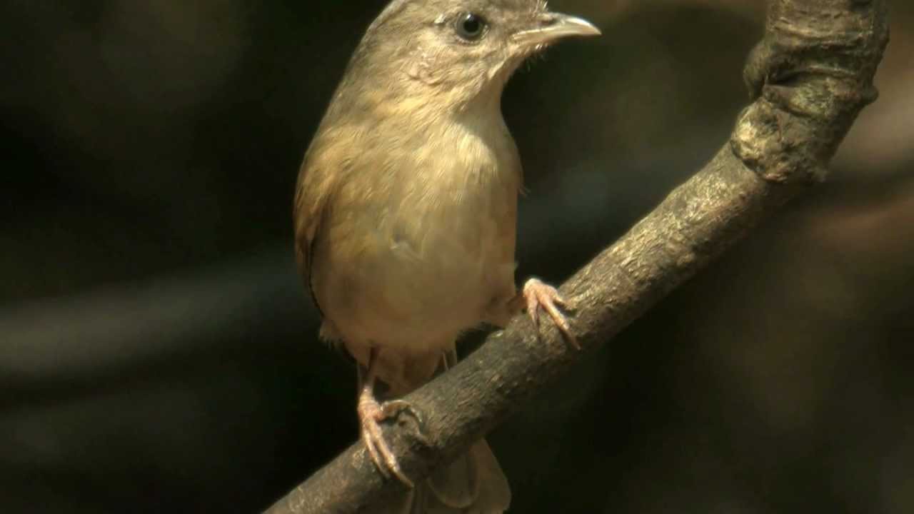 BROWN-CHEEKED FULVETTA,Thailand 