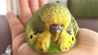 手乗りインコ Youtube