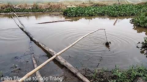 Nhấp cá lóc bằng vịt con