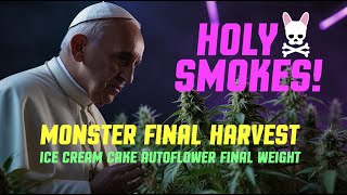 HOLY SMOKES - IT'S A MONSTER YIELD! - Ice Cream Cake Auto - Final Harvest