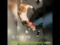 PETAZETAS (ADOPTADO)