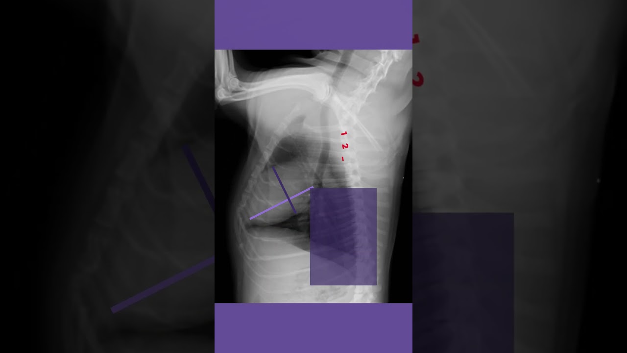 Calcular el VHS del corazón en perros y Gatos - Veterinaria