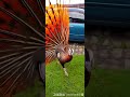 peacock